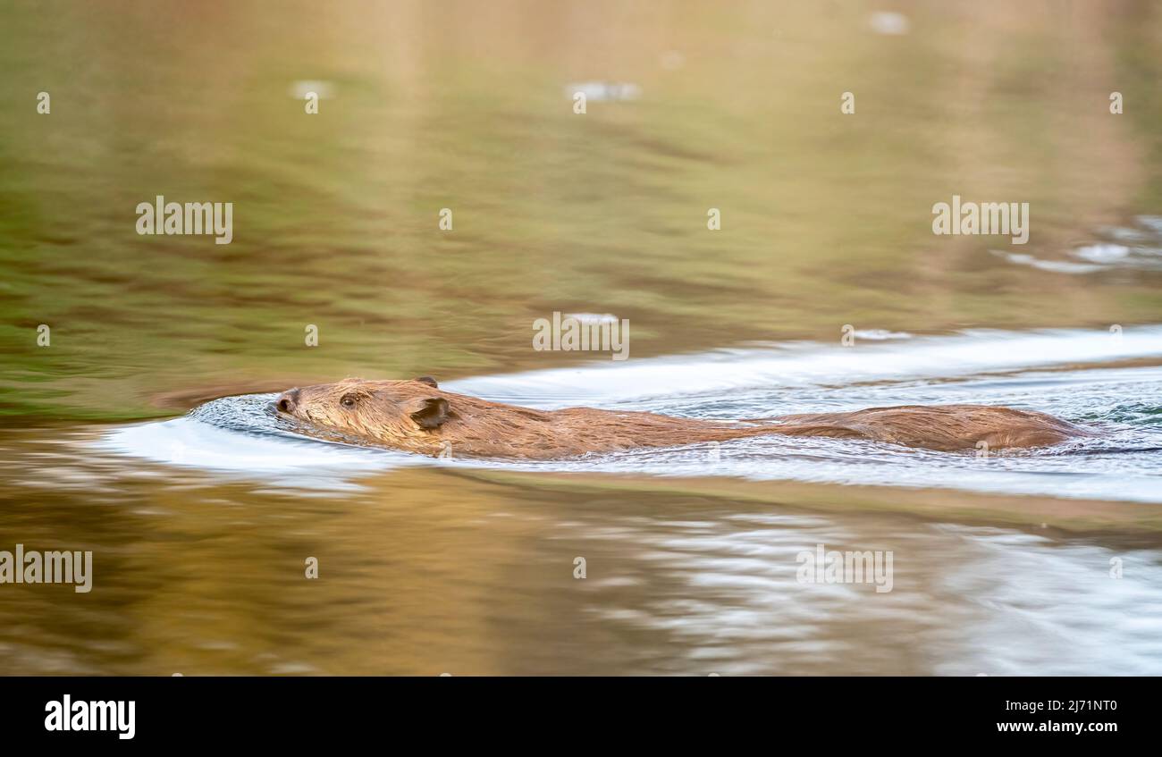 American beaver (Castor canadensis), Prince’s Island Park, Calgary, Alberta, Canada Stock Photo