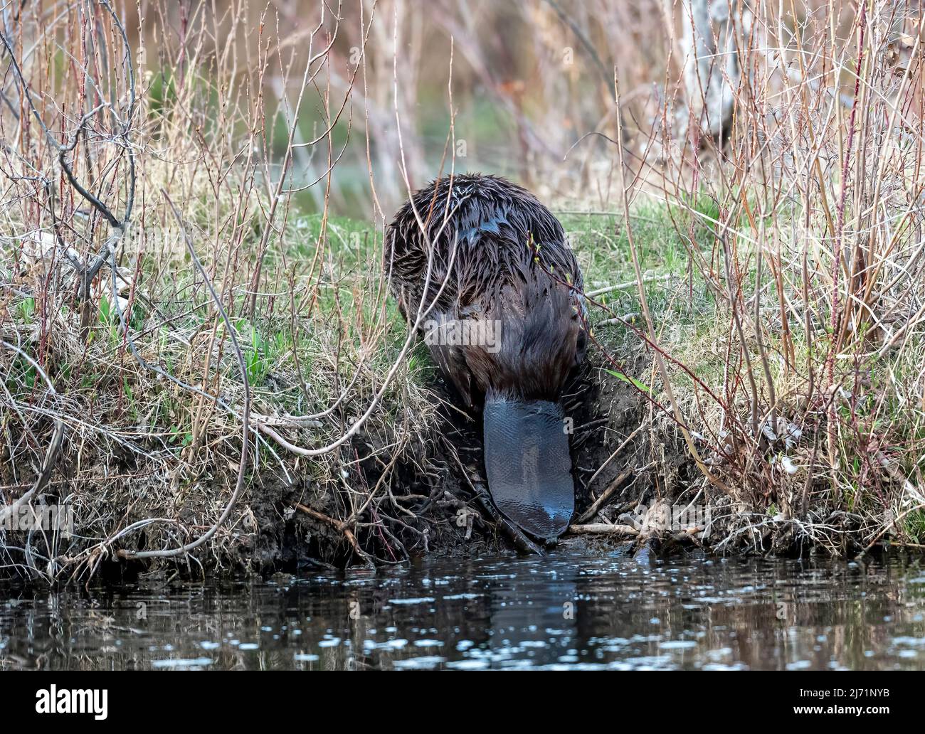 American beaver (Castor canadensis) climbing out on to bank of pond