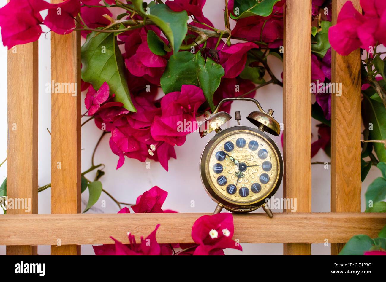 Small, Vintage, Gold Alarm Clock with Bells, sitting on the Wood Frame Trellis with Bougainvillea Plant and Purple Magenta Flower Blooms Stock Photo