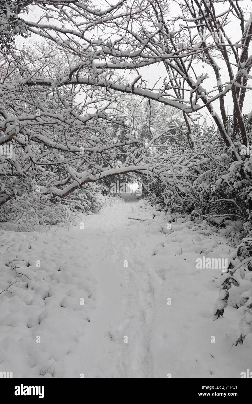 Footpath through trees covered with snow in the woods. Winter landscape. Stock Photo