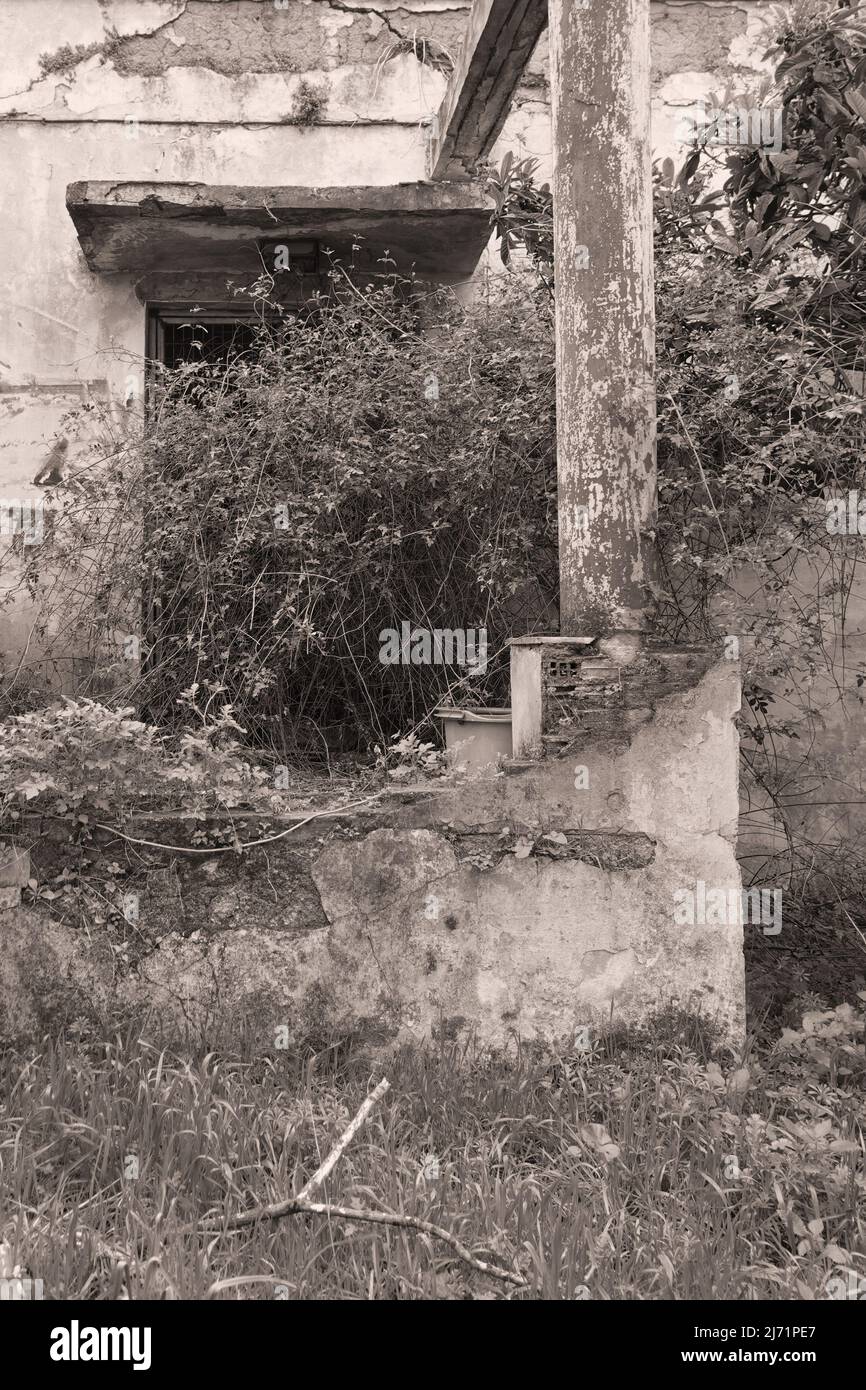Broken porch with pillar and overgrown plants blocking the door of an old house. Black and white sepia. Stock Photo
