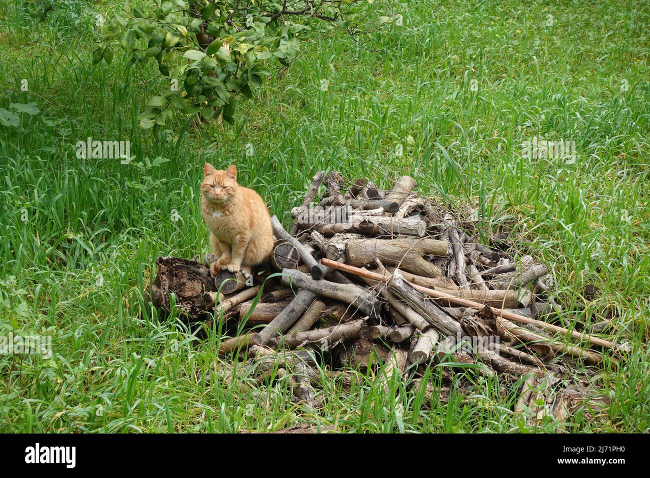 Sitting logs hires stock photography and images Alamy