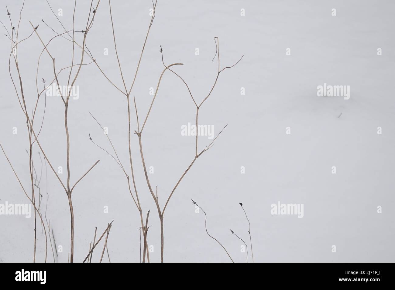 Winter vegetation withered plants and white snow background. Stock Photo