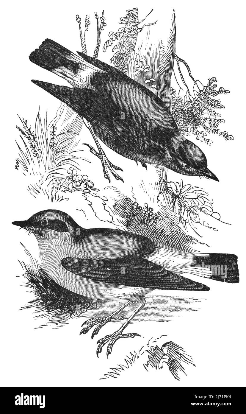 Wheatears passerine birds vintage illustration from antique book 'The Playtime Naturalist' by Dr. J.E. Taylor, London UK, 1889. Stock Photo