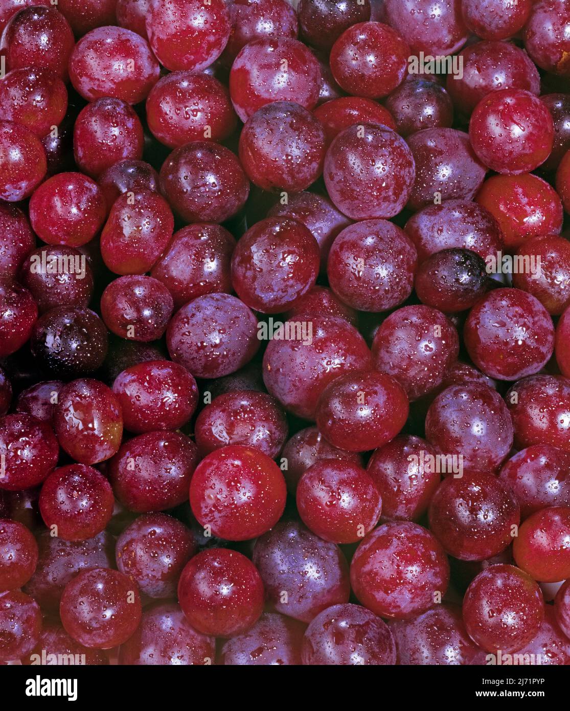An array of fresh grapes. Image from 4x5 inch film transparency. Stock Photo