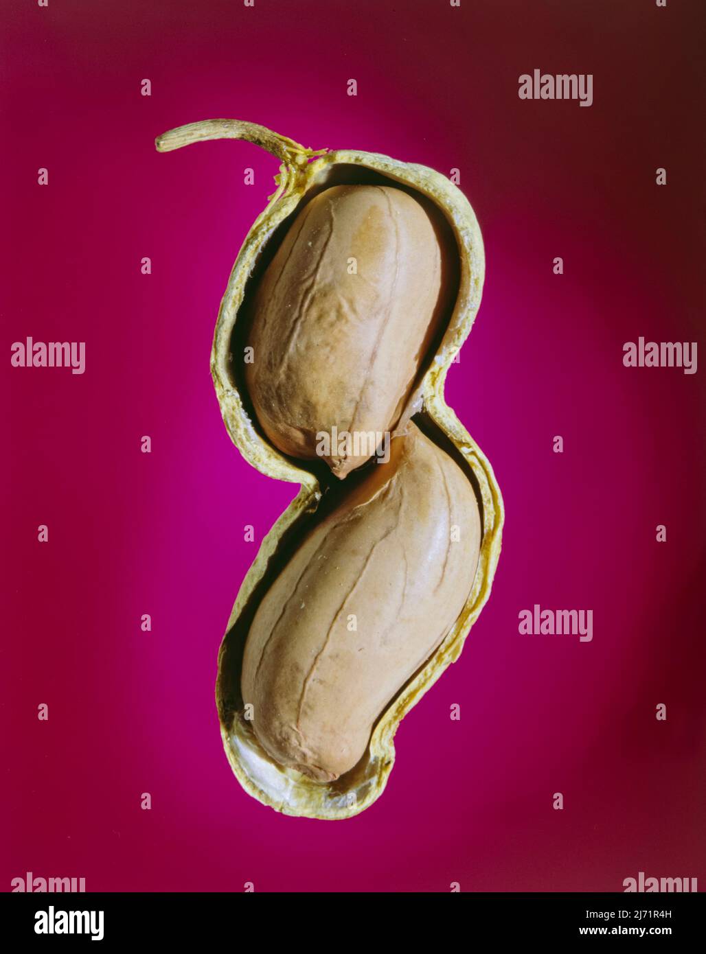 Peanut in shell, pink background. Image from 4x5 inch film transparency. Stock Photo
