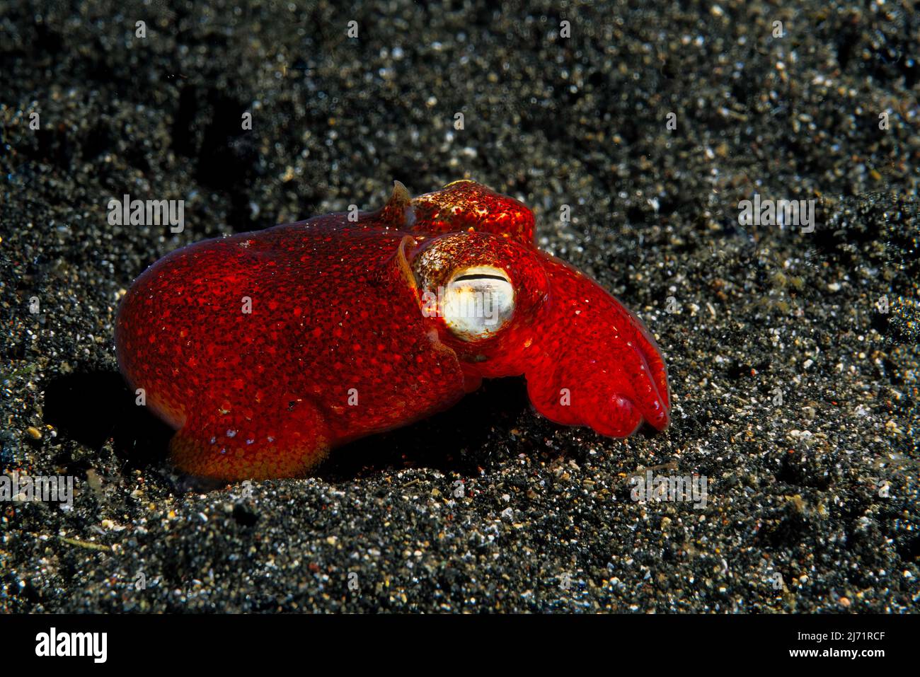 Kleine Tintenschnecke (Eupyrmna sp.), Lembeh Strait, Indopazifik, Indonesien Stock Photo