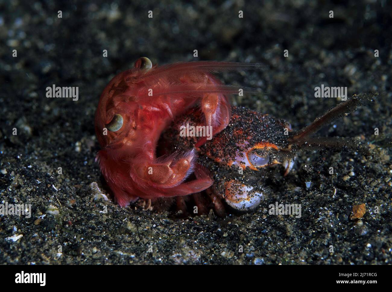 Rote Krabbe waehrend der Haeutung, Lembeh Strait, Indopazifik, Indonesien Stock Photo