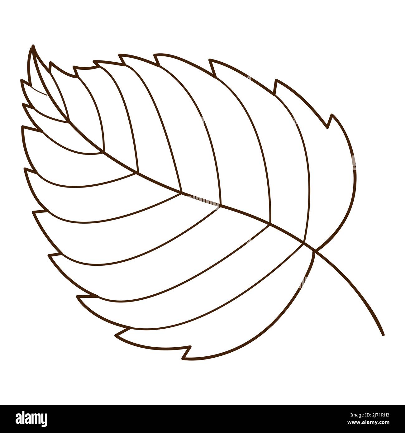 birch leaf. Botanical, plant design element with outline. Time of summer,  autumn. Doodle, hand-drawn. Flat design. Black white vector illustration.  Is Stock Vector Image & Art - Alamy