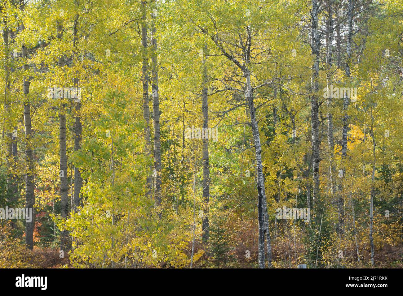 Herbstlicher Birkenwald (Betula papyrifera), Algonquin Park, Kanada Stock Photo