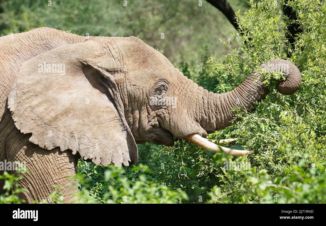 African elephant browsing with its trunk on a tree in Manyara National Park Stock Photo