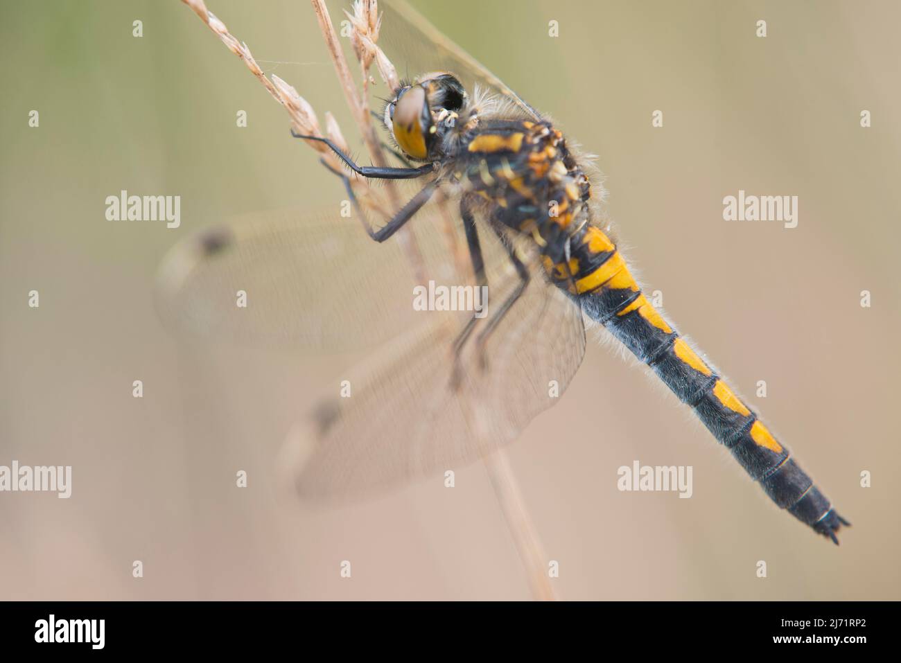 Nordische Moosjungfer (Leucorrhinia rubicunda), Emsland, Niedersachsen, Deutschland Stock Photo