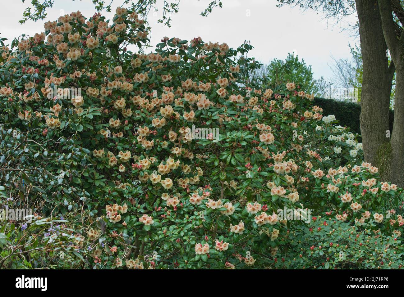 Viscy hi-res stock photography and images - Alamy