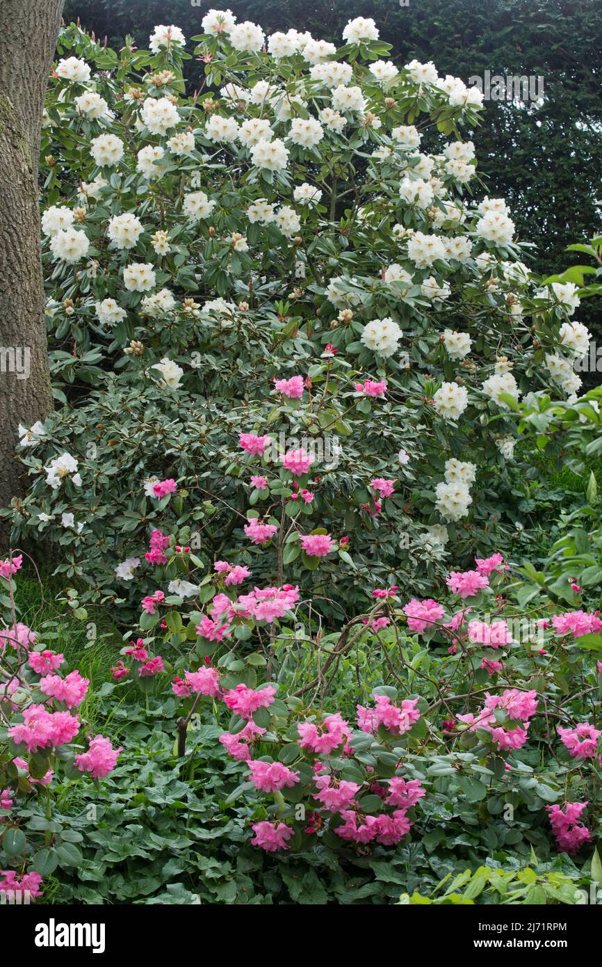 Rhododendronbluete (Rhododendron orbiculare) und (Rhododendron campylocarpum), Emsland, Niedersachsen, Deutschland Stock Photo