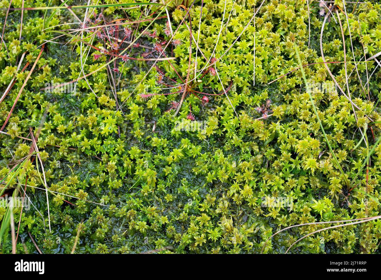 Torfmoos (Sphagnum), dichter Bestand von oben in der Esterweger Dose, Niedersachsen, Deutschland Stock Photo
