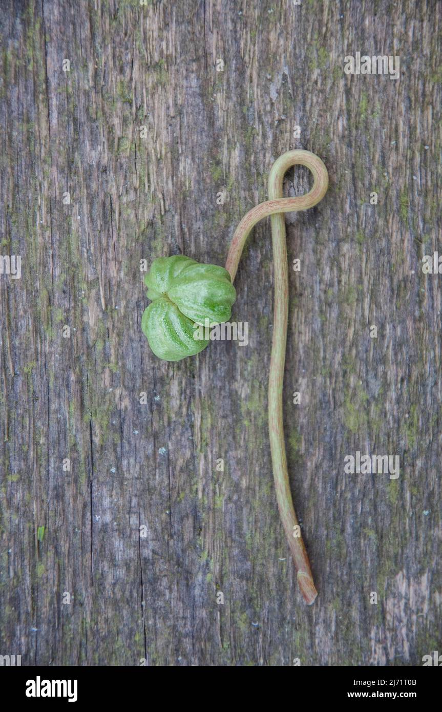 Kapuzinerkresse (Tropaeolum), Nahaufnahme Samen, Velbert, Deutschland Stock Photo