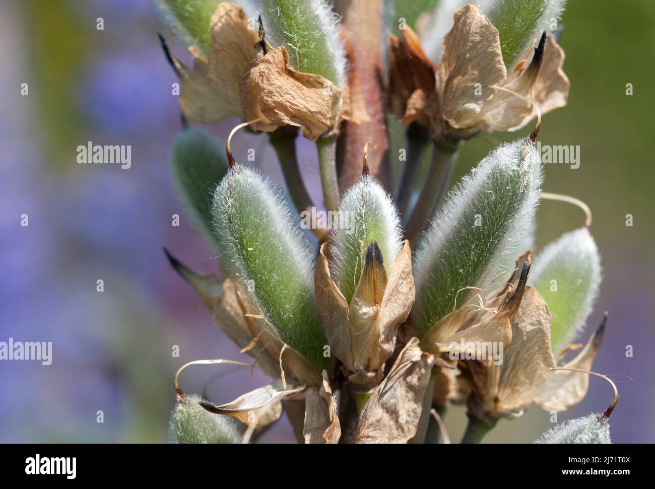 Vielblaettrige Lupine (Lupinus polyphyllus), Nahaufnahme Samen an der