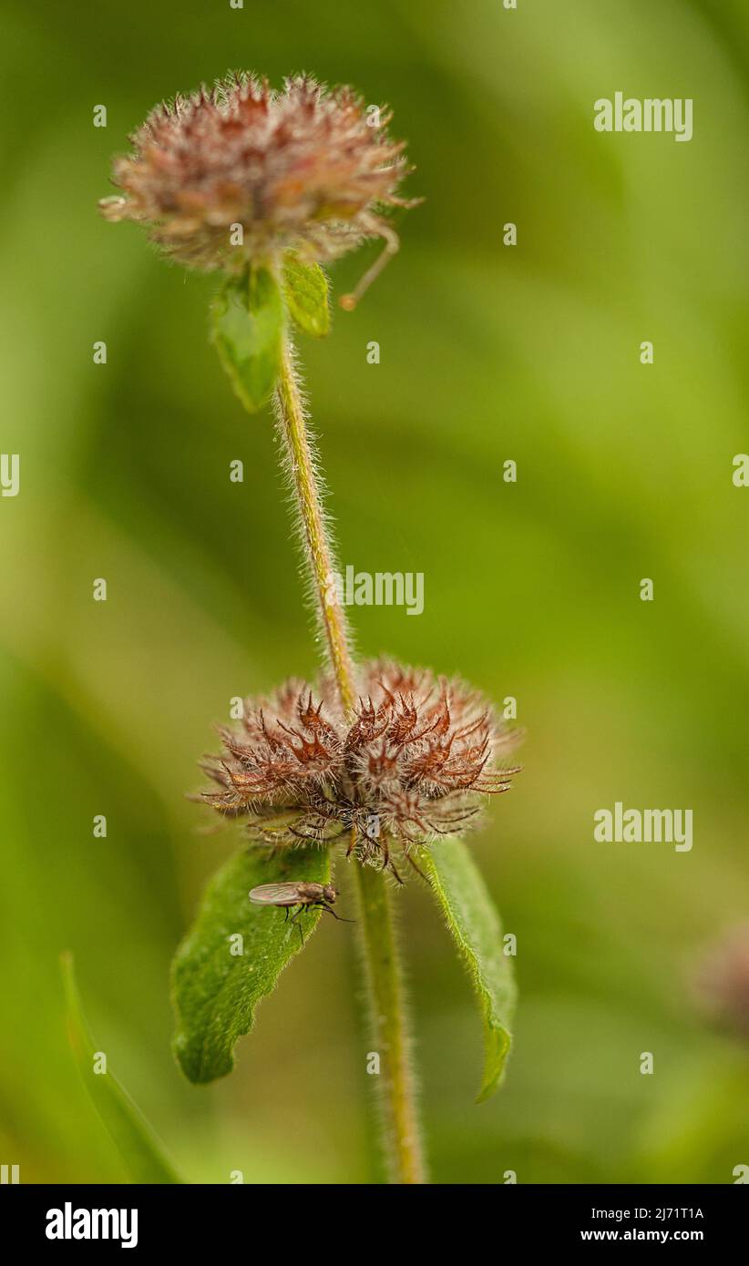 Gemeiner Wirbeldost (Clinopodium vulgare), verblueht, Hessen, Deutschland Stock Photo