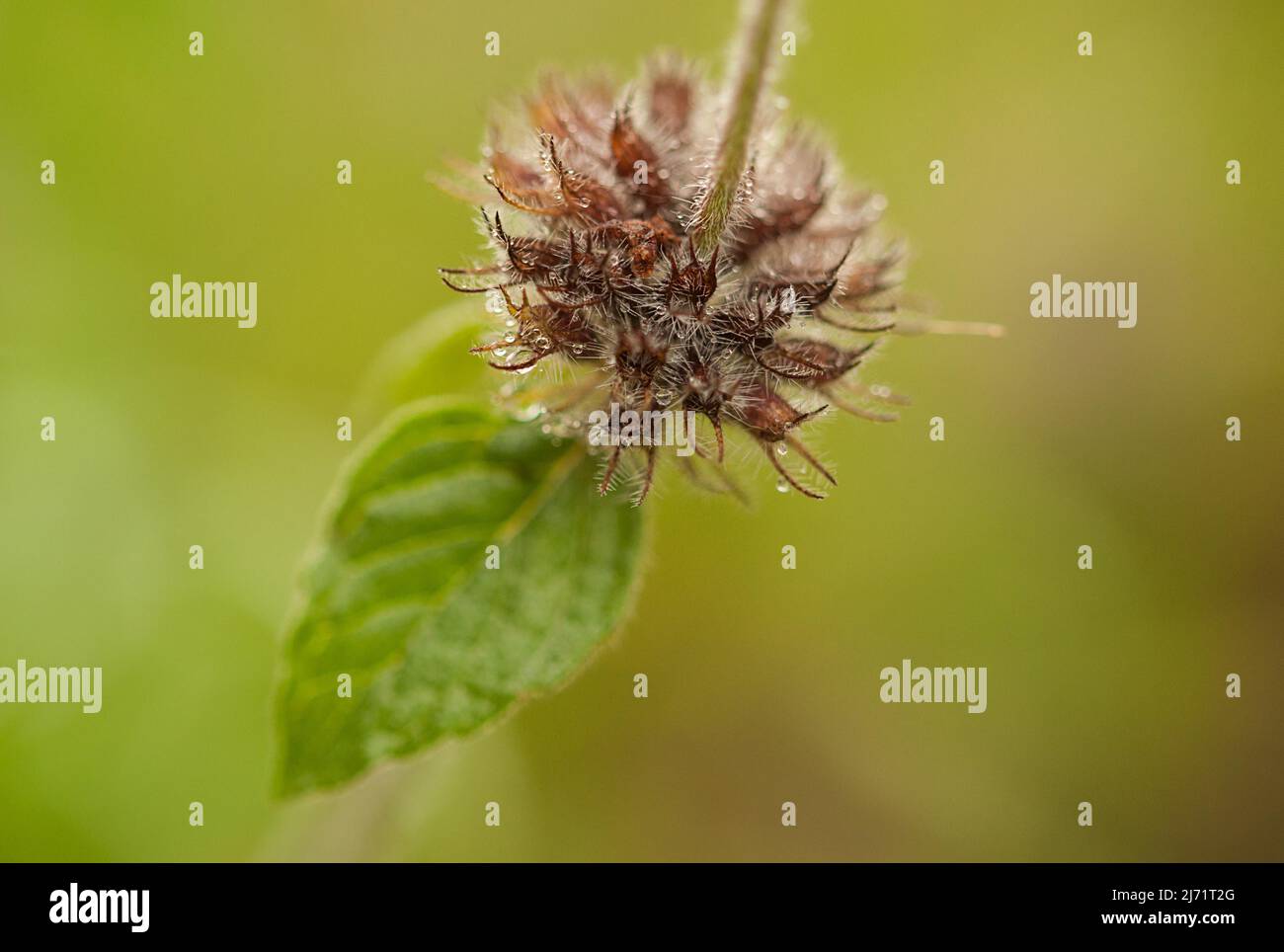 Gemeiner Wirbeldost (Clinopodium vulgare), Nahaufnahme verblueht, Hessen, Deutschland Stock Photo