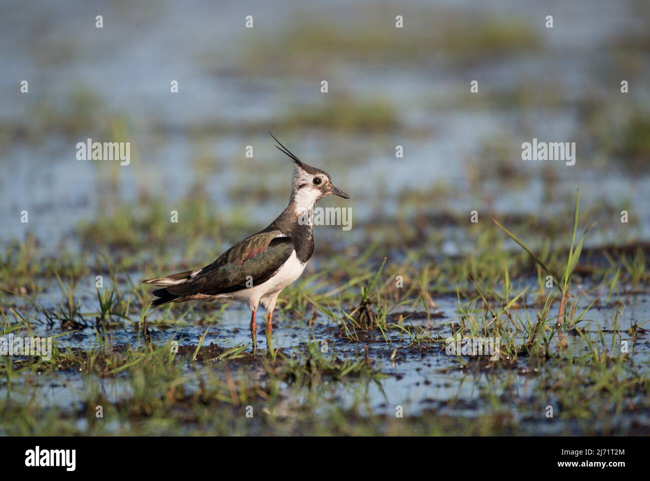 Kiebitz (Vanellus vanellus), steht auf Feuchtwiese und sucht Nahrung, Niedersachsen, Deutschland Stock Photo