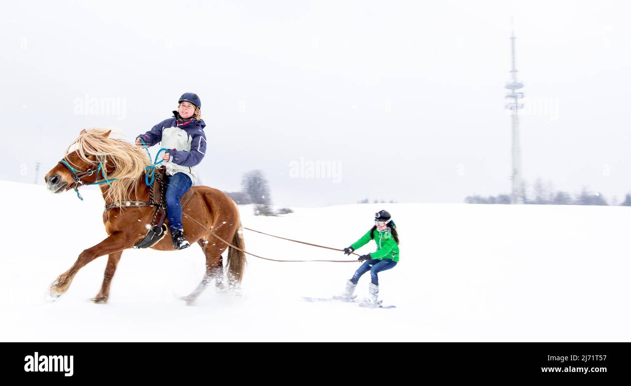 Skikjoering mit Haflinger am Peissenberg, Bayern Stock Photo