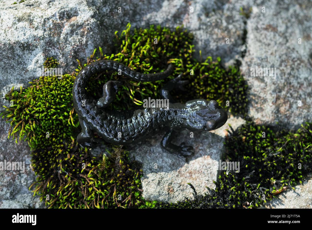 Alpine salamander (Salamandra atra), standing on mossy stone from above, Hohenschwangau, Allgaeu, Bavaria Stock Photo