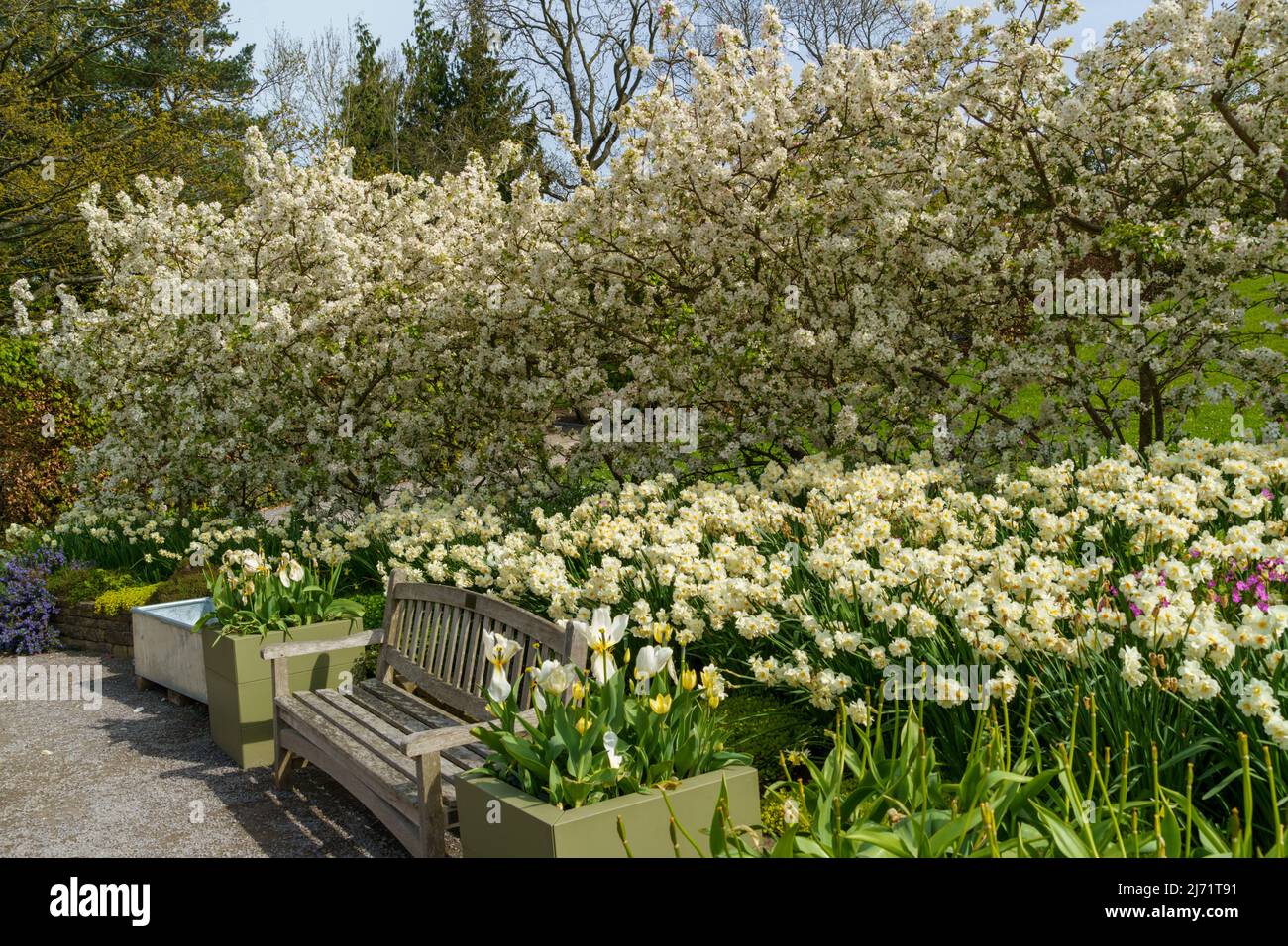 Spectacular floral display of  white Crab Apple Blossom and Daffodils with a vacant wooden bench next to a garden path,RHS Garden ,Harlow Carr. Stock Photo