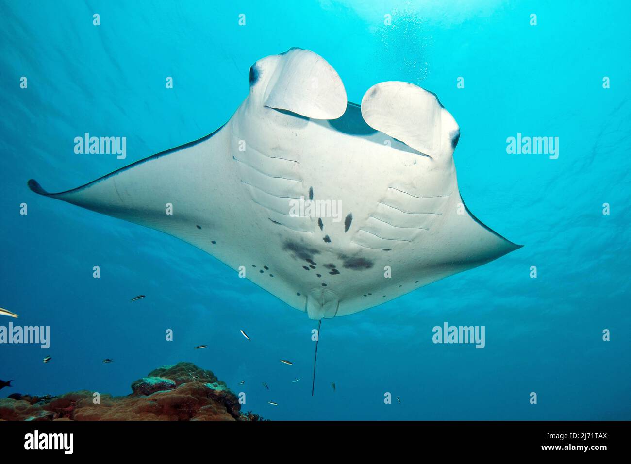 Manta schwimmt ueber Putzerstation in Korallenriff, Riffmanta (Manta alfredi), Pazifik, Karolineninseln, Yap, Mikronesien Stock Photo