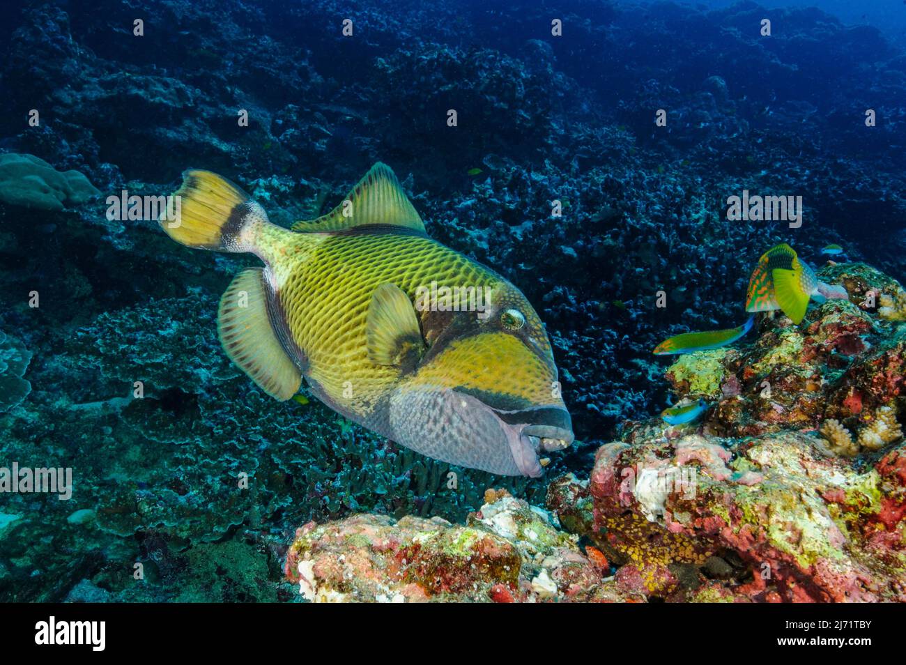 Riesen-Drueckerfisch (Balistoides viridescens) zeigt Gebiss frisst Steinkoralle, Titandrueckerfisch, Indopazifik Stock Photo