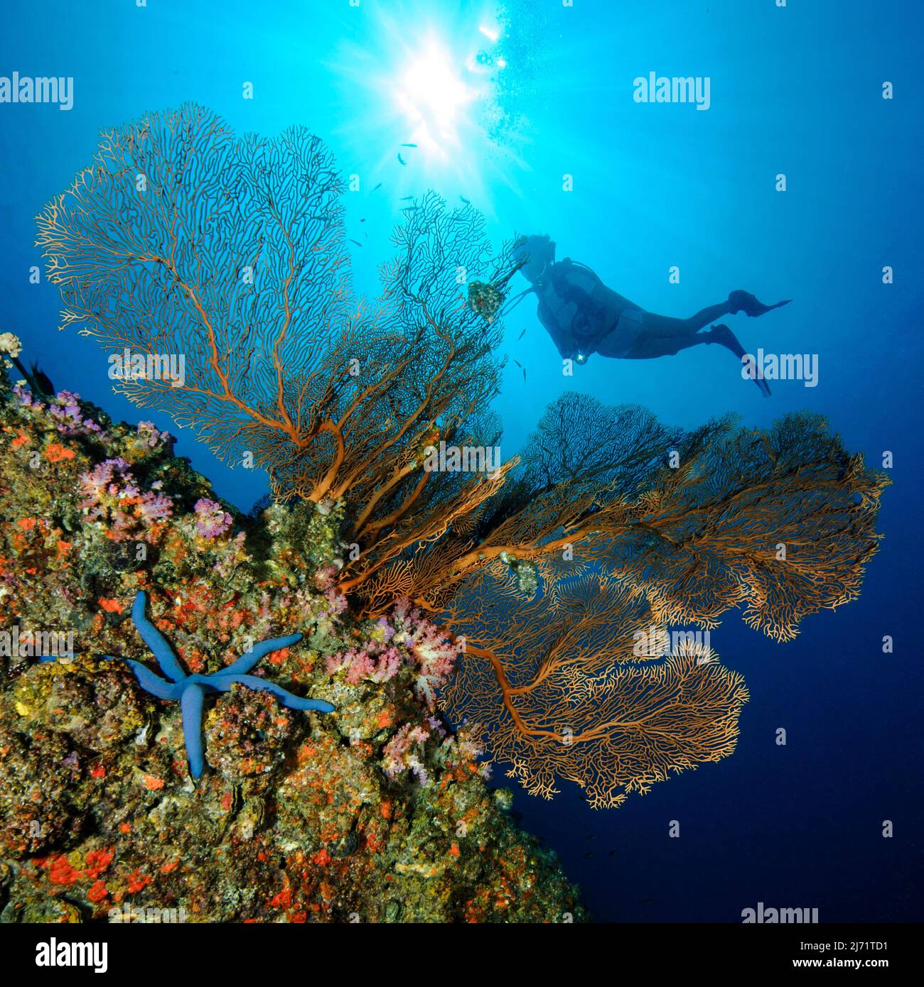 Taucherin blickt auf Faecherkoralle (Annella mollis), Hornkoralle, Gorgonie, im Vordergrund Blauer Seestern (Linckia laevigata) auf Korallenriff Stock Photo
