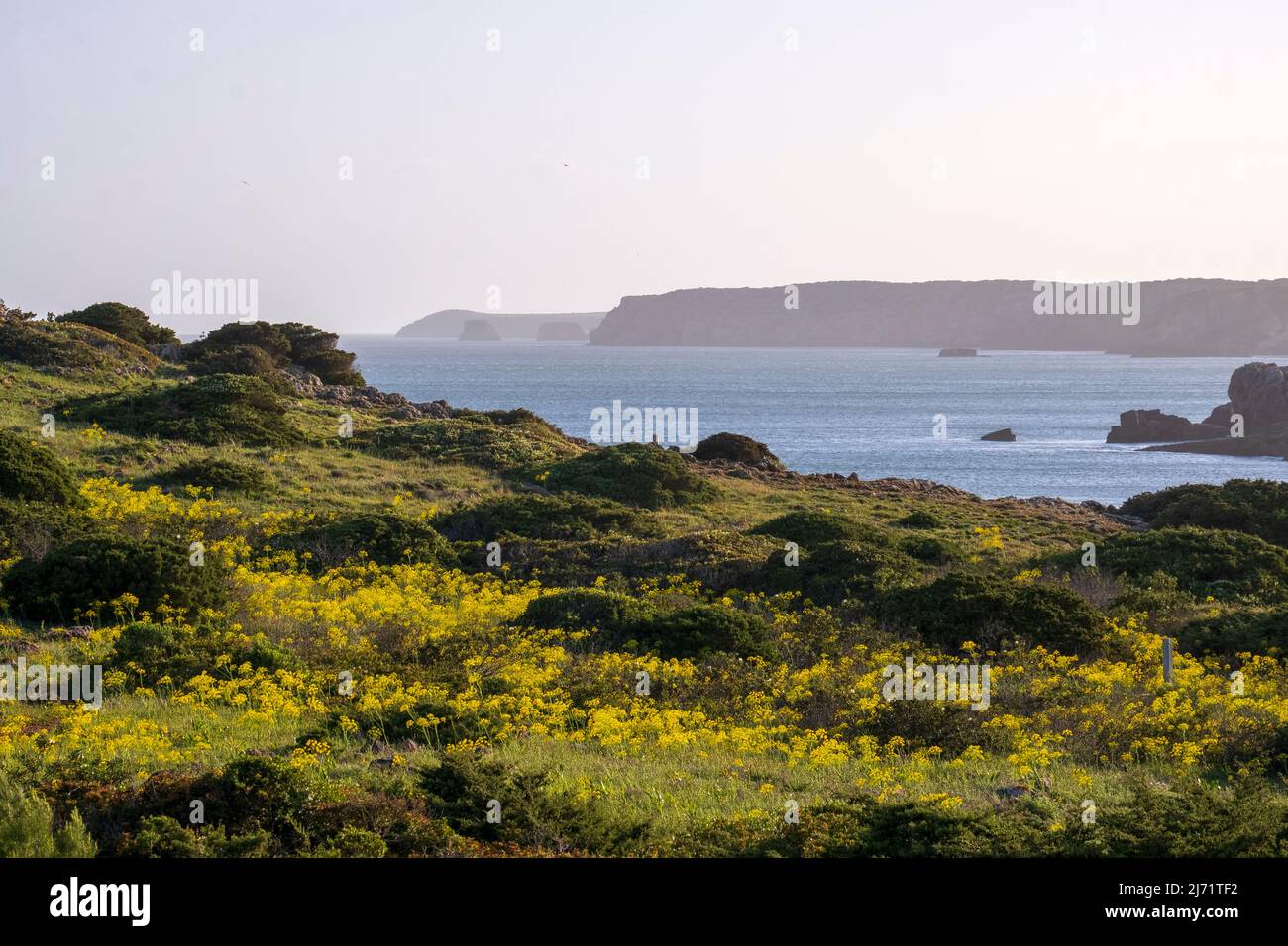 Verdant spring green at Praia da Ingrina, Algarve Coast, southern Portugal Stock Photo