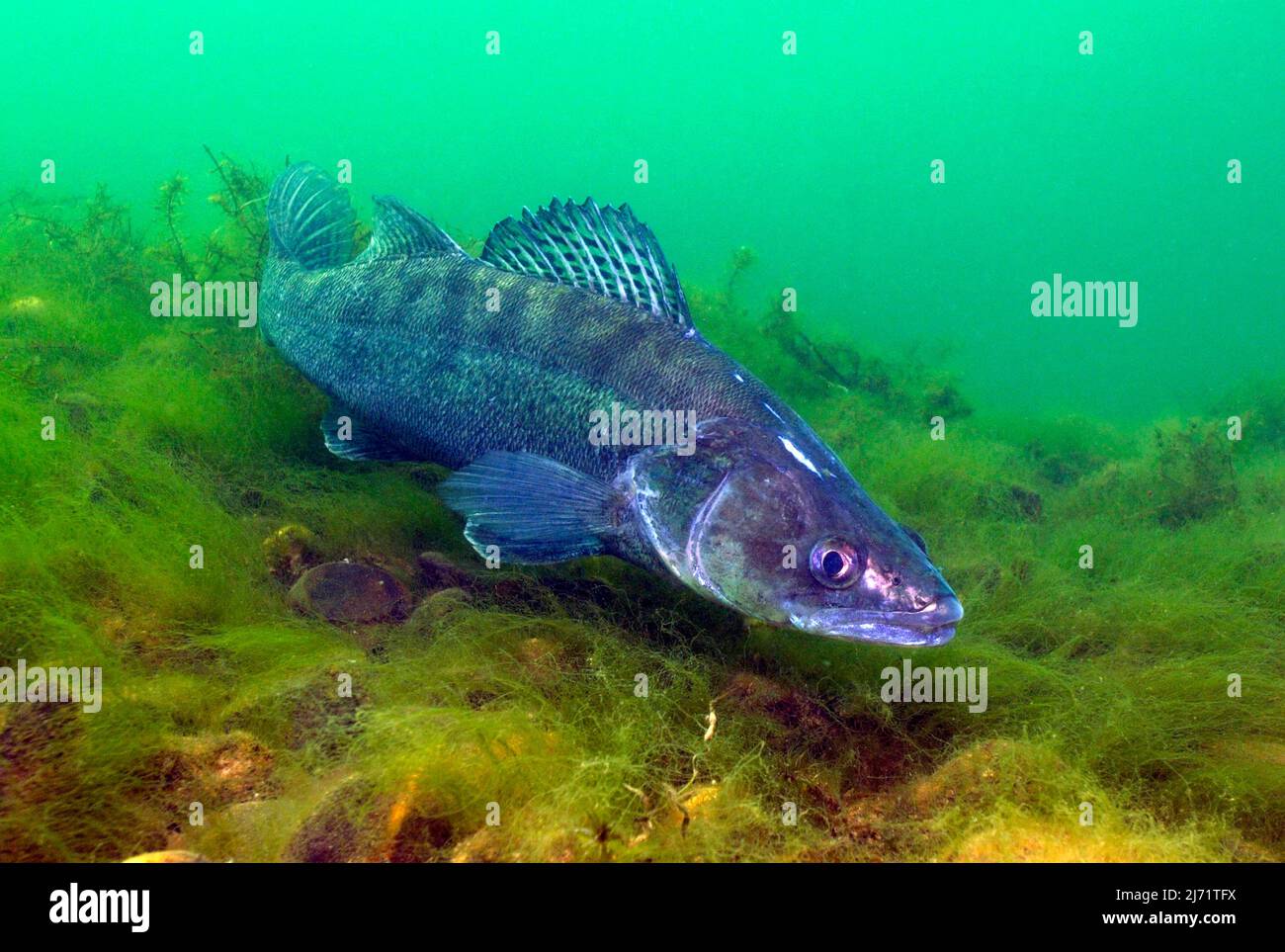 Weibliches Tier von Zander (Sander lucioperca) bewacht Gelege in Nest ...