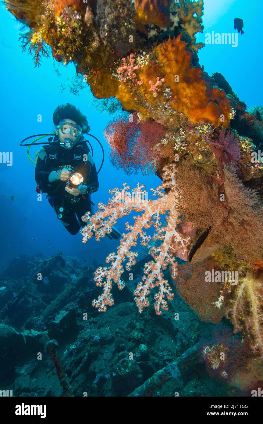 Taucherin blickt auf beleuchtet von Weichkorallen (Alcyonacea) bewachsenes Wrackteil von untergegangenes Schiff USS Liberty, Pazifik, Tulamben, Bali Stock Photo