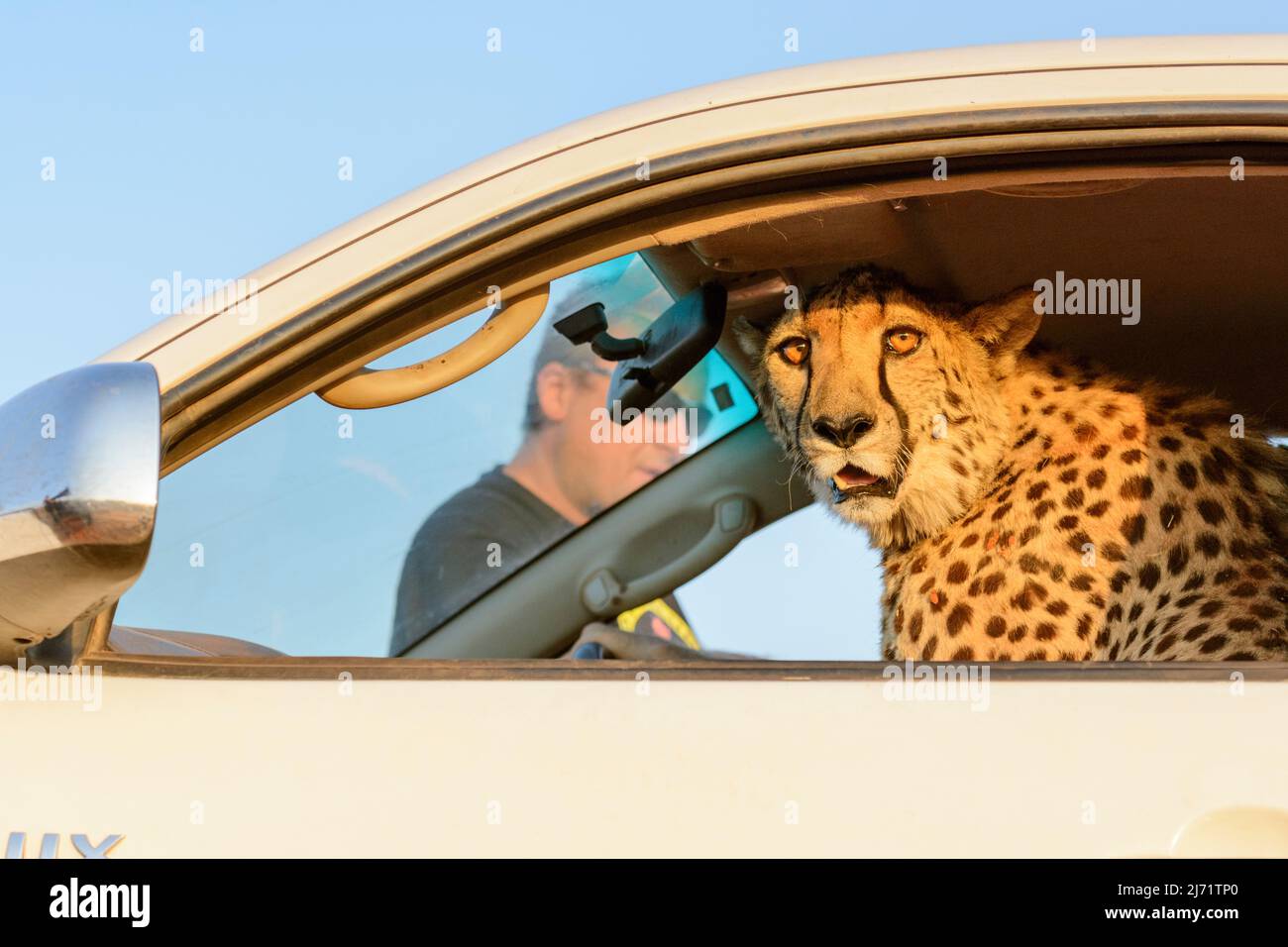 Cheetah (Acinonyx jubatus) sitting in a car looking at the camera in the Kalahari Desert, Hardap Region, Namibia, Southwest Africa Stock Photo