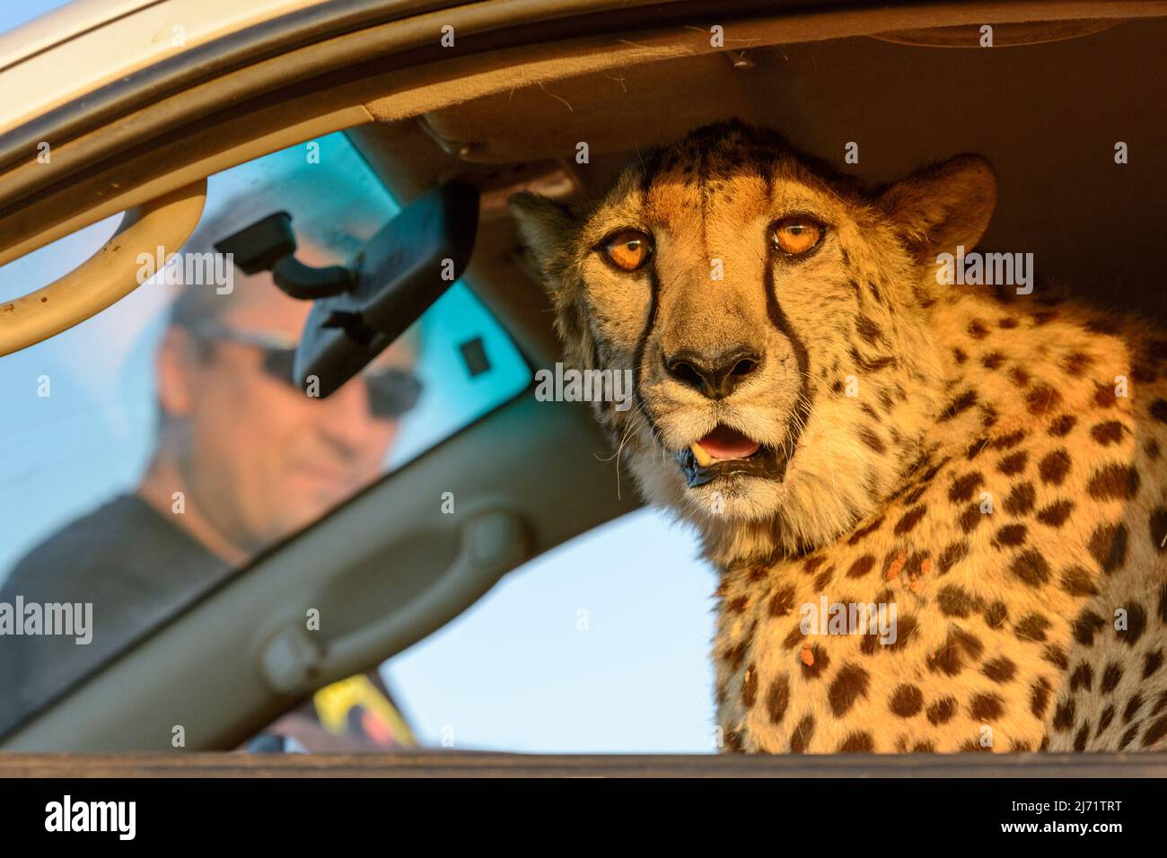 Cheetah (Acinonyx jubatus) sitting in a car looking at the camera in the Kalahari Desert, Hardap Region, Namibia, Southwest Africa Stock Photo