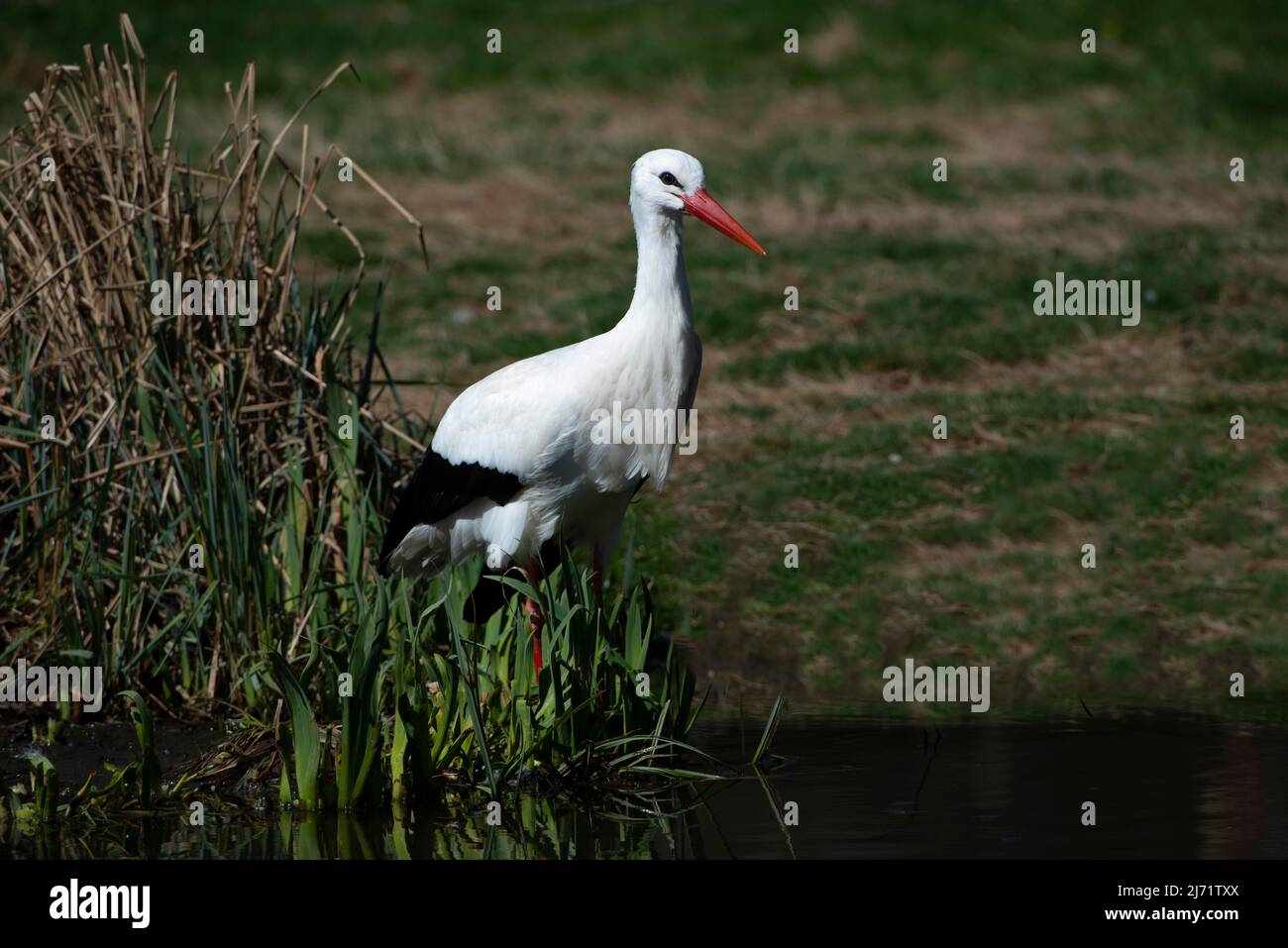 Weissstorch (Ciconia ciconia), sucht Nahrung im Schilf, Brandenburg Stock Photo