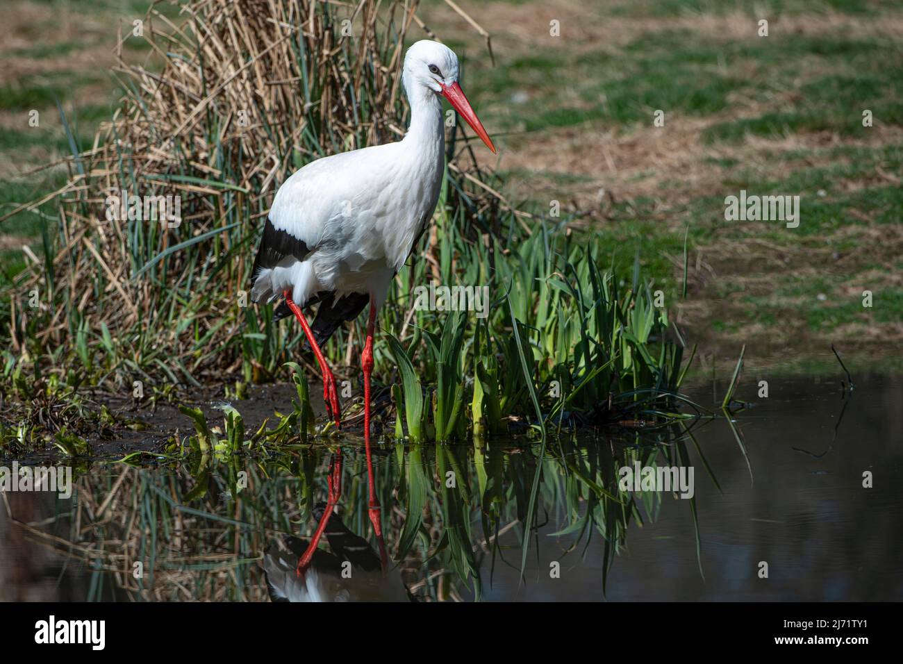 Weissstorch (Ciconia ciconia), sucht Nahrung im Schilf, Brandenburg Stock Photo