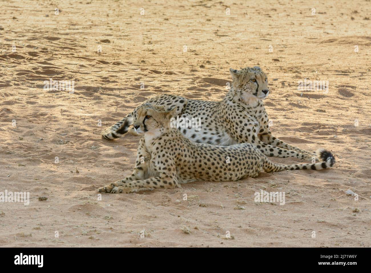Cheetah (Acinonyx jubatus) in the sand dune savannah of the Kalahari Desert, Hardap Region, Namibia, Southwest Africa Stock Photo
