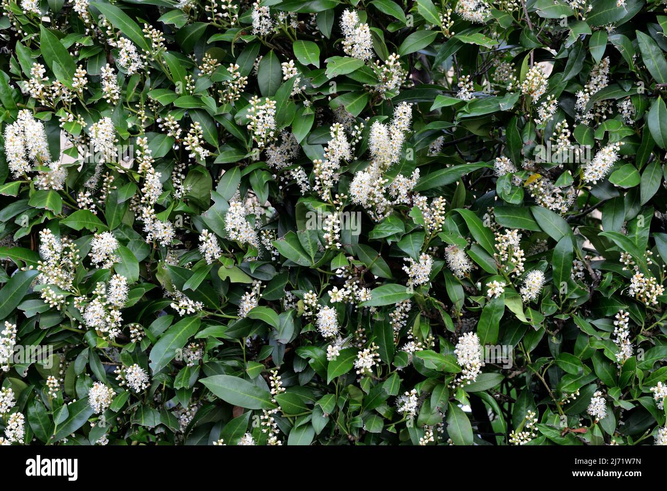 Bluehende KirschlorbeerHecke, Lorbeerkirsche Stock Photo Alamy