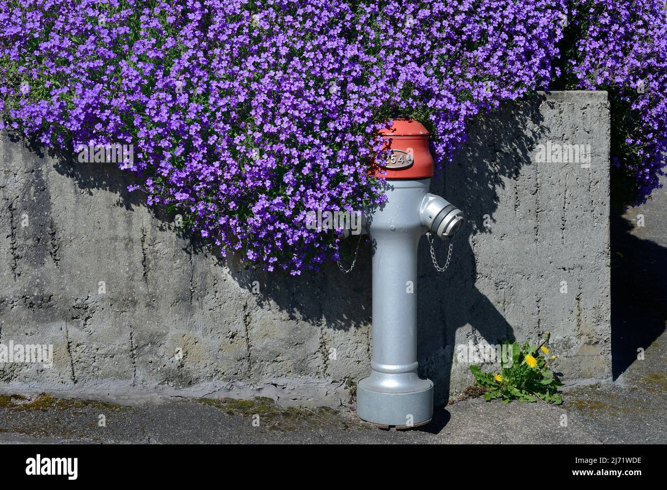 Bluehendes Blaukissen, Aubrieta-Hybride, Polsterstaude auf Betonmauer mit  Hydrant, Schweiz Stock Photo - Alamy