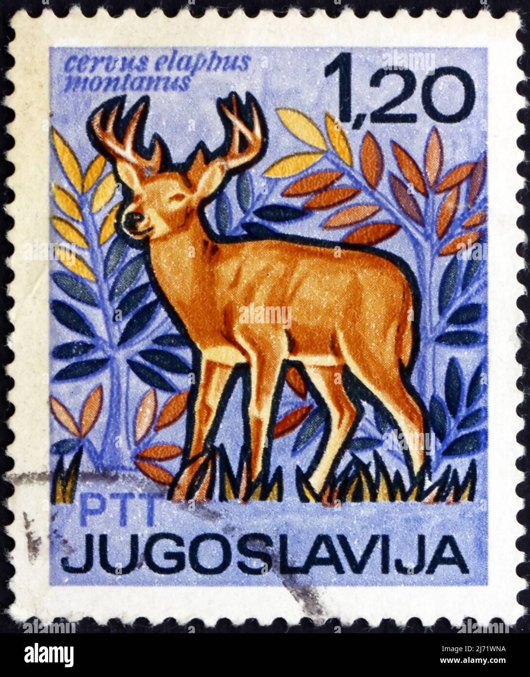 YUGOSLAVIA - CIRCA 1967: a stamp printed in the Yugoslavia shows Red Deer,  Cervus Elaphus Montanus, International Fishing and Hunting Exposition and F  Stock Photo - Alamy