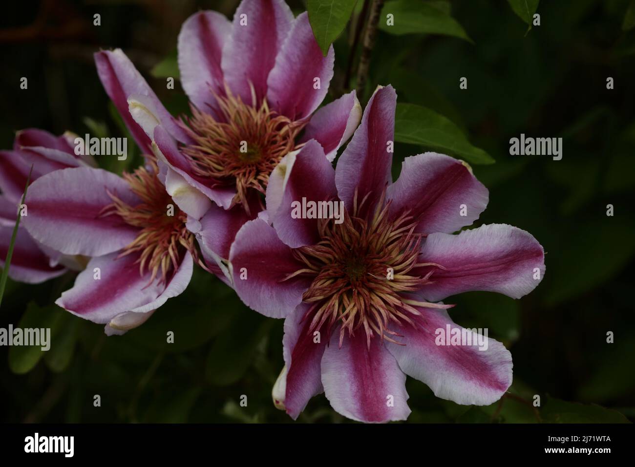 Purple flower blossom close up Clematis viticella family ranunculaceae botanical high quality big size print Stock Photo