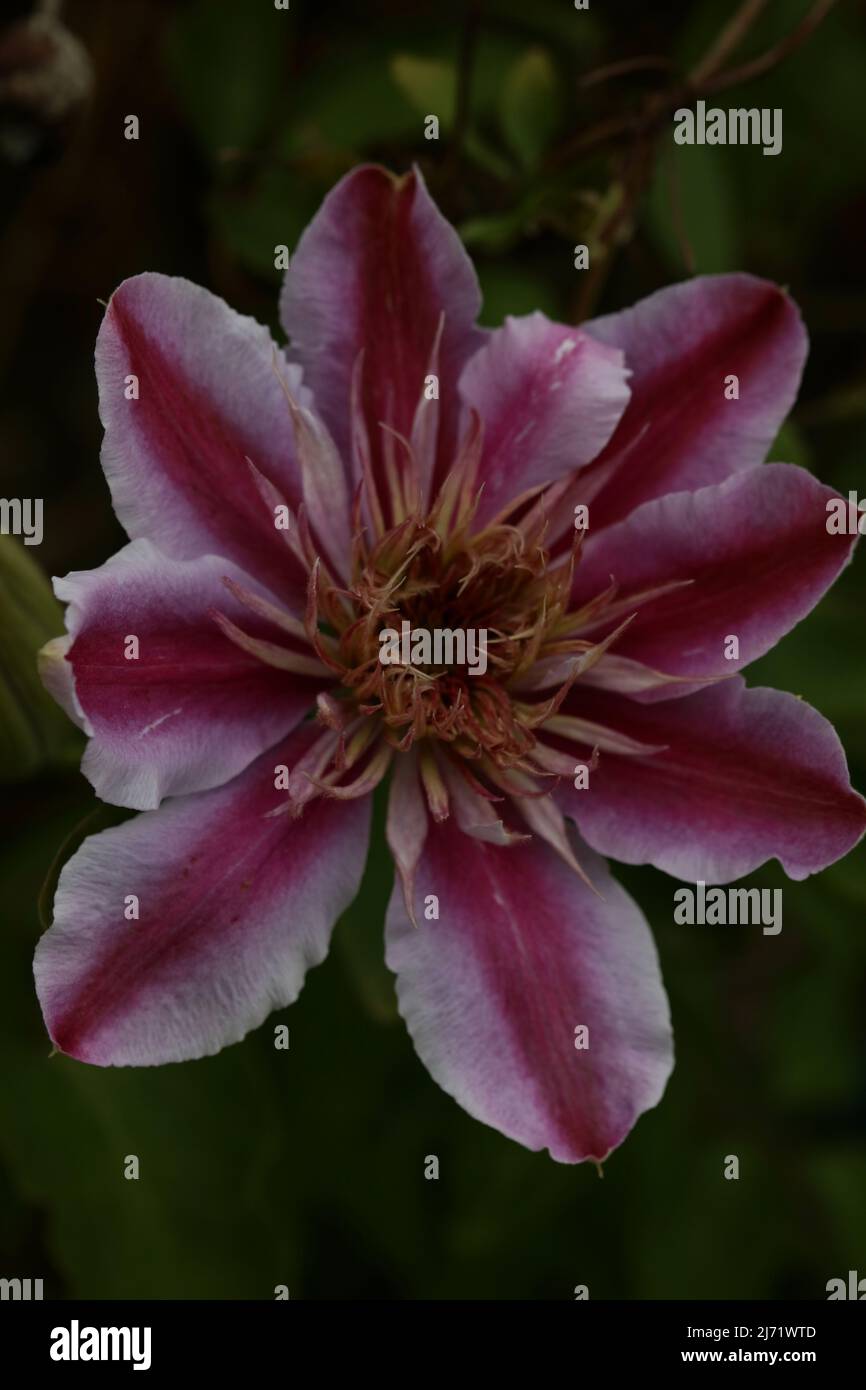Purple flower blossom close up Clematis viticella family ranunculaceae botanical high quality big size print Stock Photo