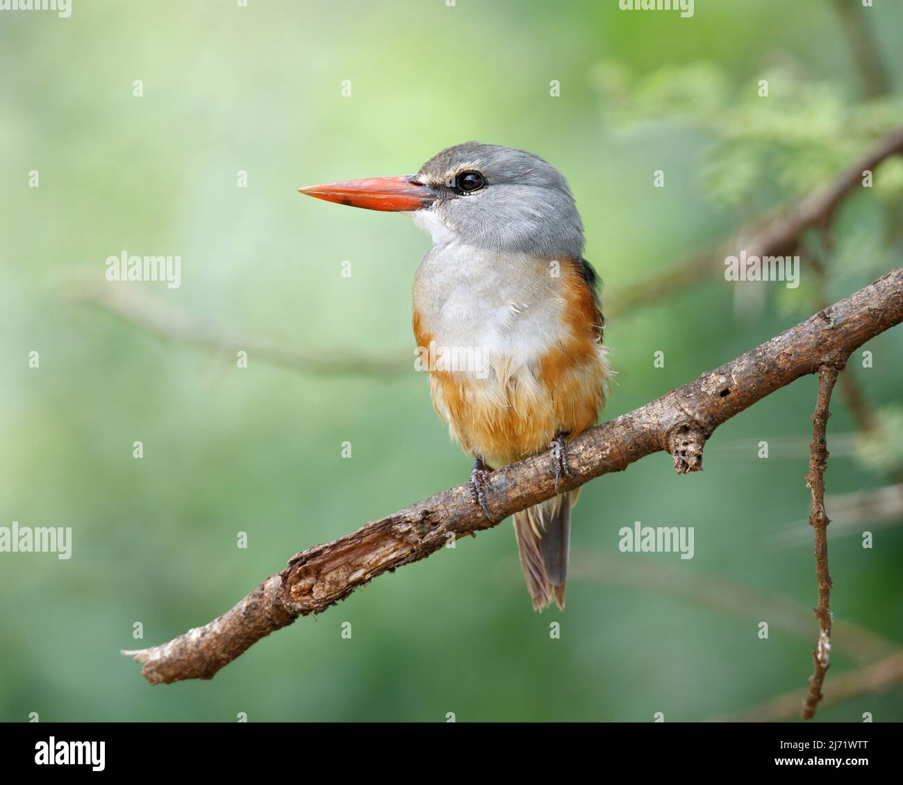 Grey-headed kingfisher (Halcyon leucocephala) perched on branch. and looking to the side Stock Photo