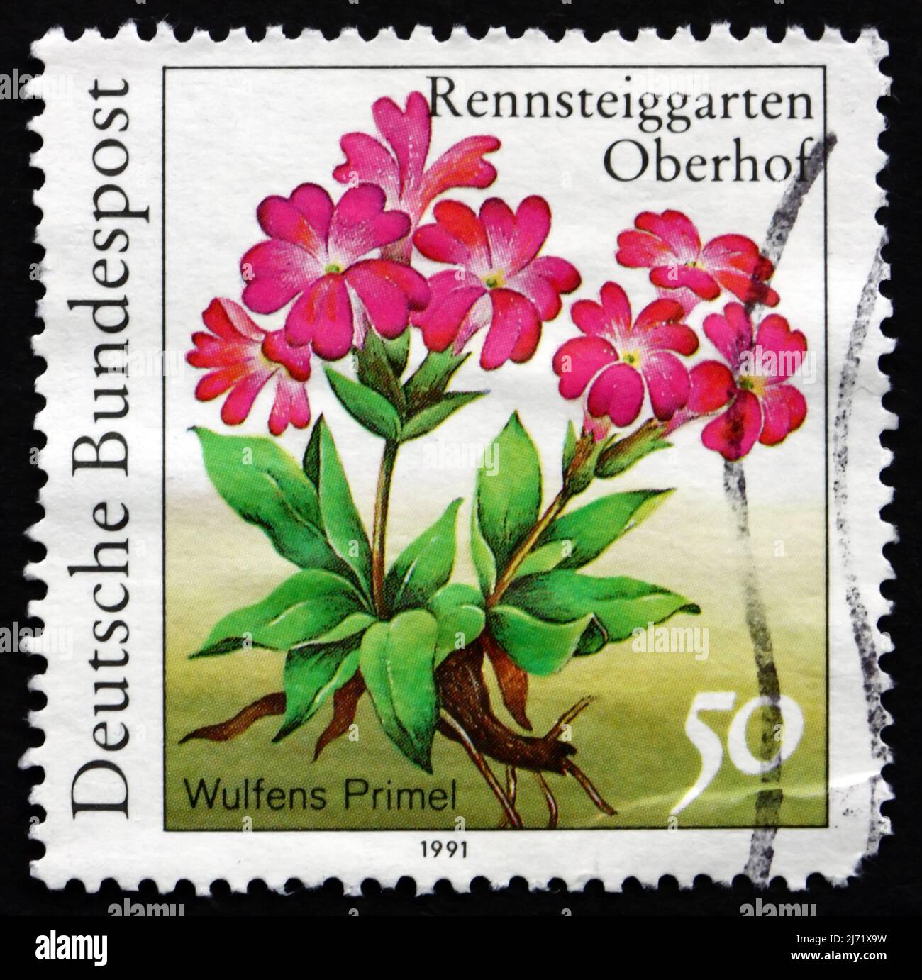 GERMANY - CIRCA 1991: a stamp printed in the Germany shows Wulfens Primel, Primula Wulfeniana, Herbaceous Plant, circa 1991 Stock Photo