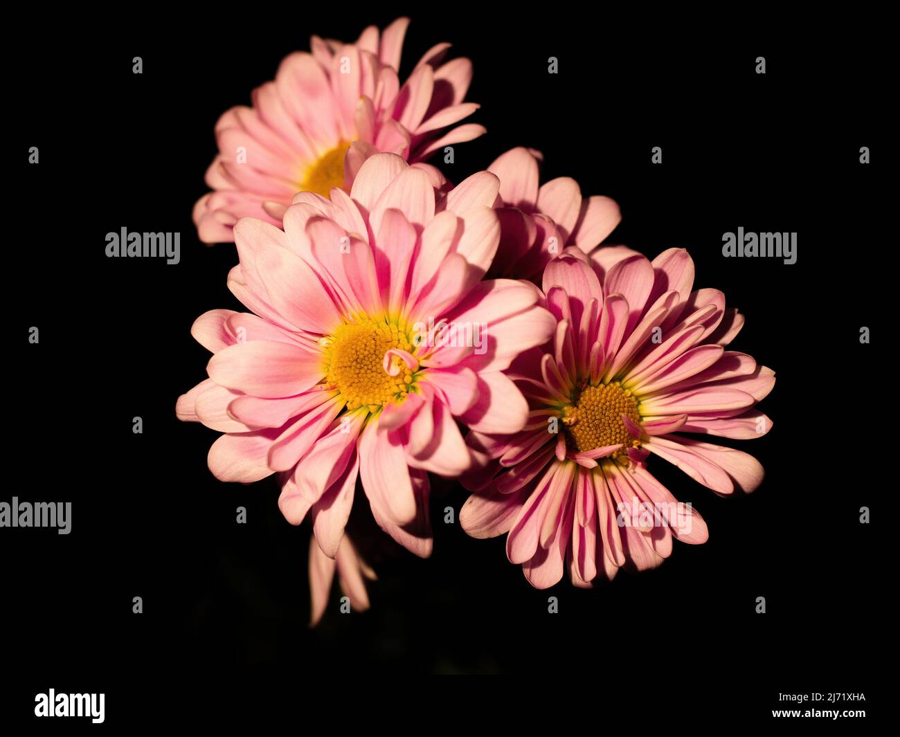 Pink Daisy cluster Stock Photo