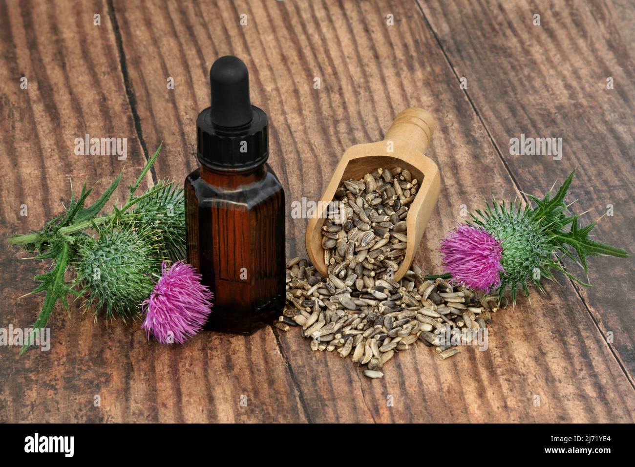 Milk thistle herb oil with seeds, flowers. Herbal plant medicine to