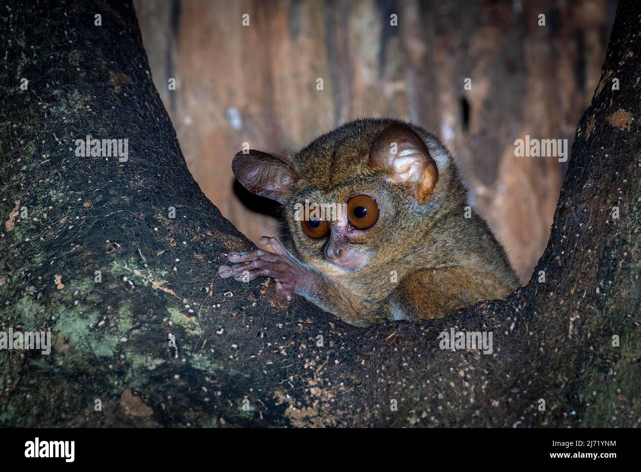 Sulawesi-Koboldmaki Tangkoko Nationalpark, Sulawesi (Tarsius tarsier), Indonesien Stock Photo