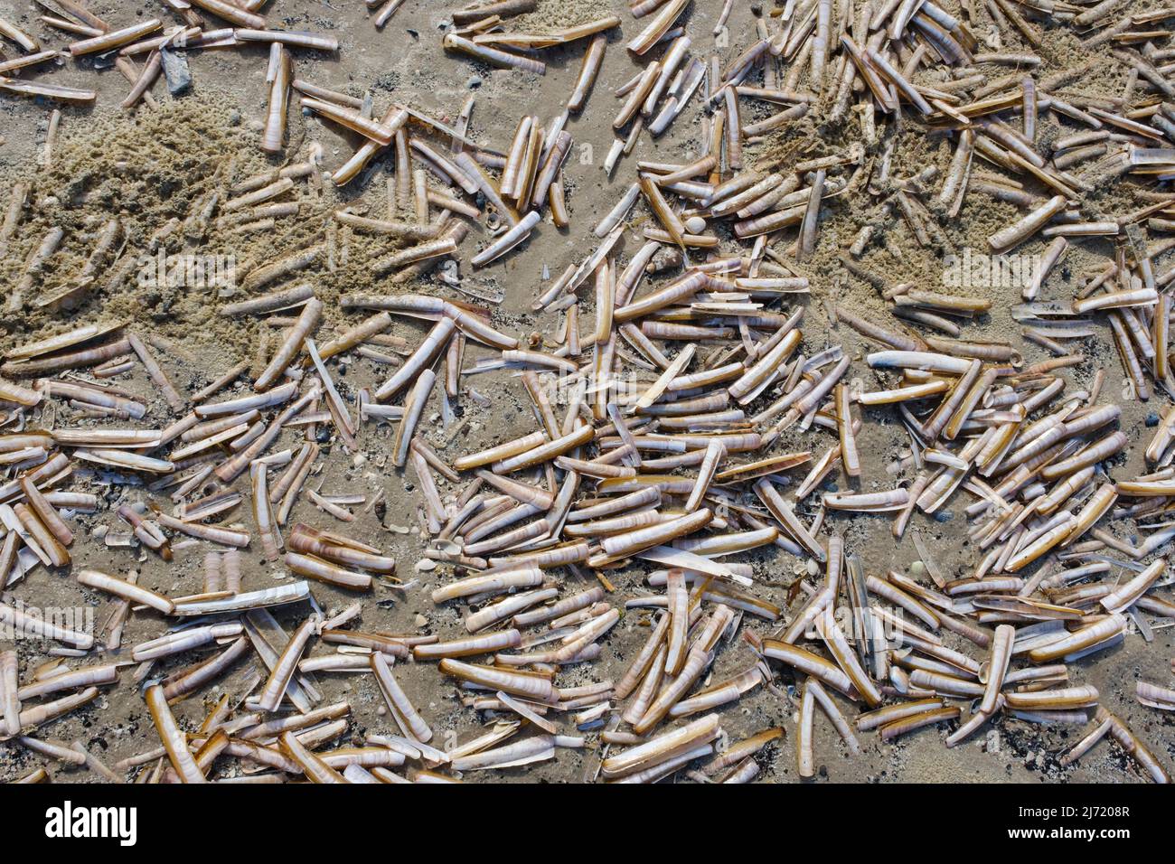 Schwertfoermige Scheidenmuschel (Ensis ensis) am Strand, Juist, Toewerland, Ostfriesische Insel, Ostfriesland, Nordsee, Niedersachsen, Deutschland Stock Photo