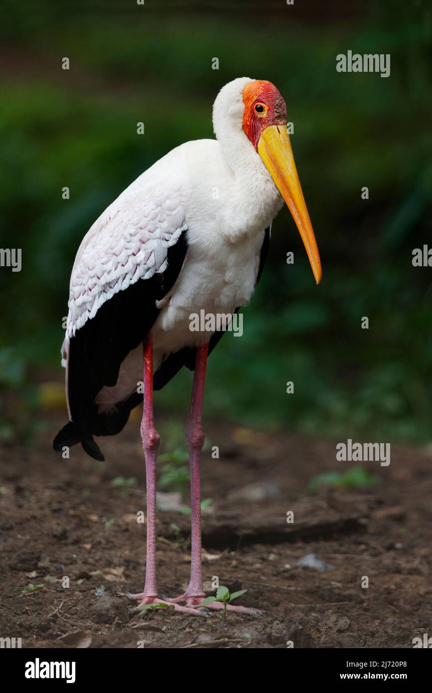 Yellow-billed Ibis (Mycteria ibis) standing in Arusha in Tanzania Stock Photo